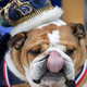 Illustration for article titled Scenes From The Bulldog Beauty Pageant